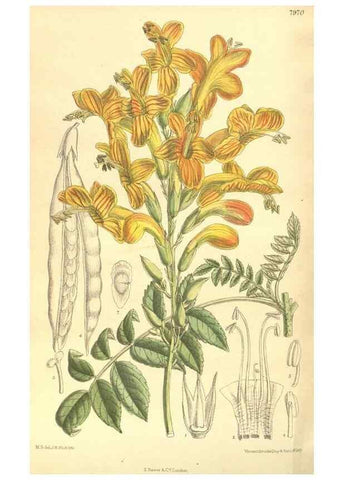 Reproducción/Reproduction 35134216414: Curtis's botanical magazine.. London ; New York [etc.] :Academic Press [etc.]