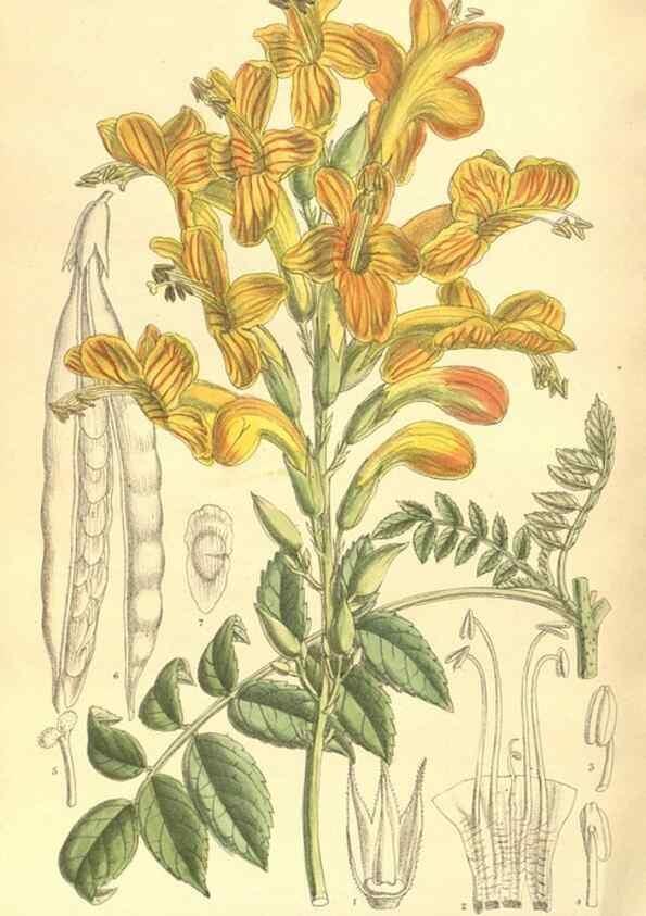Reproducción/Reproduction 35134216414: Curtis's botanical magazine.. London ; New York [etc.] :Academic Press [etc.]