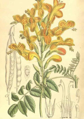 Reproducción/Reproduction 35134216414: Curtis's botanical magazine.. London ; New York [etc.] :Academic Press [etc.]