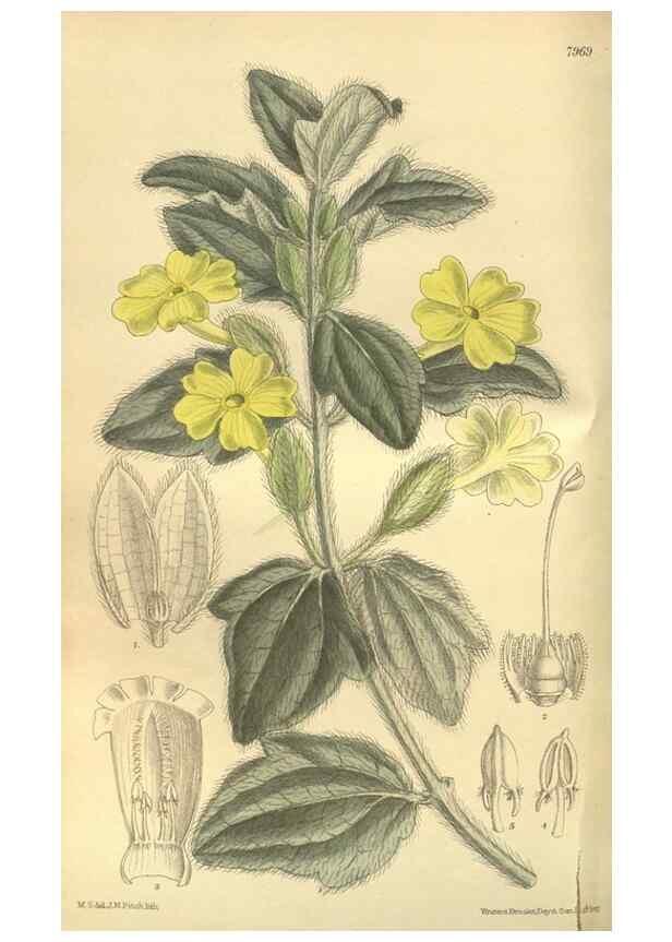Reproducción/Reproduction 35932740206: Curtis's botanical magazine.. London ; New York [etc.] :Academic Press [etc.]