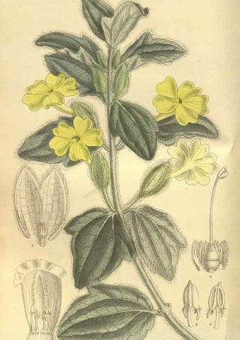 Reproducción/Reproduction 35932740206: Curtis's botanical magazine.. London ; New York [etc.] :Academic Press [etc.]