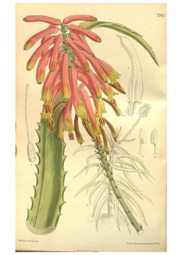 Reproducción/Reproduction 35584767890: Curtis's botanical magazine.. London ; New York [etc.] :Academic Press [etc.]