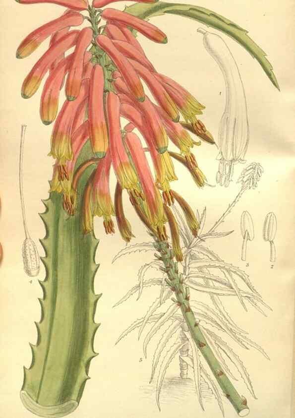 Reproducción/Reproduction 35584767890: Curtis's botanical magazine.. London ; New York [etc.] :Academic Press [etc.]