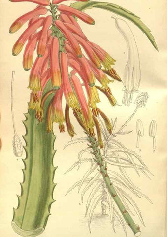 Reproducción/Reproduction 35584767890: Curtis's botanical magazine.. London ; New York [etc.] :Academic Press [etc.]