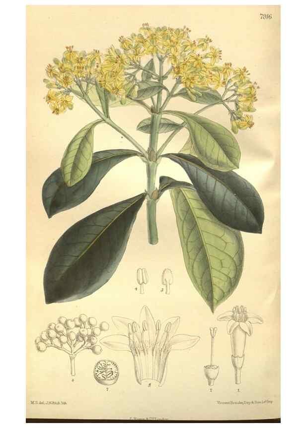 Reproducción/Reproduction 35584769830: Curtis's botanical magazine.. London ; New York [etc.] :Academic Press [etc.]