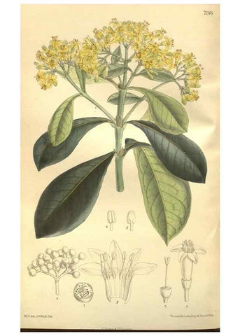 Reproducción/Reproduction 35584769830: Curtis's botanical magazine.. London ; New York [etc.] :Academic Press [etc.]