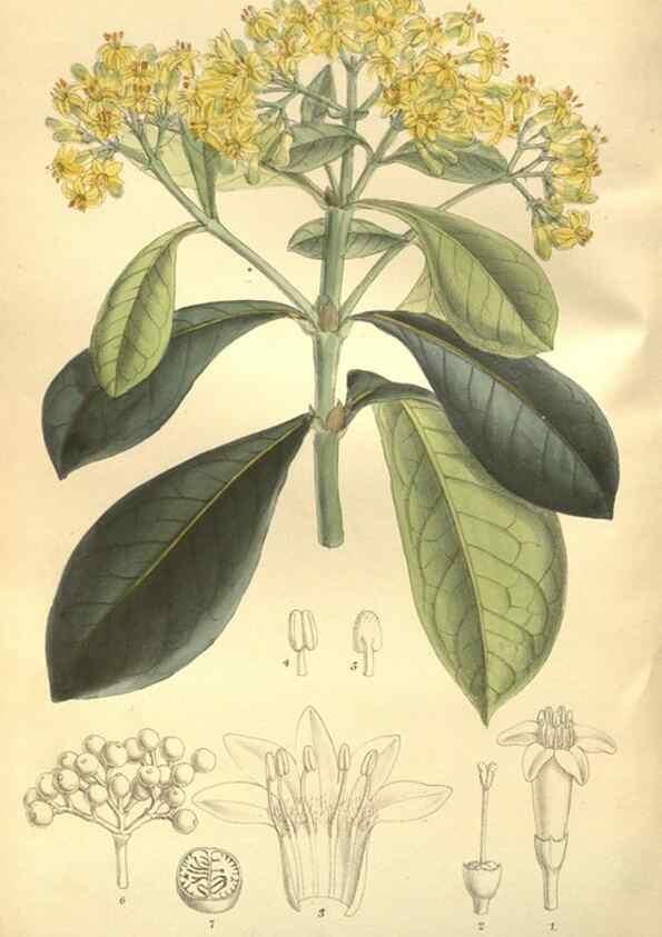 Reproducción/Reproduction 35584769830: Curtis's botanical magazine.. London ; New York [etc.] :Academic Press [etc.]