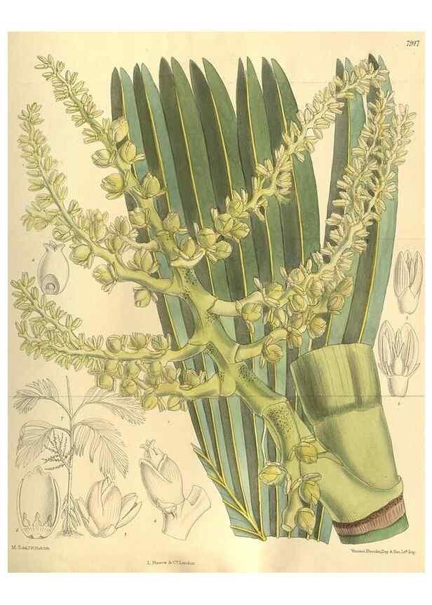Reproducción/Reproduction 35841165011: Curtis's botanical magazine.. London ; New York [etc.] :Academic Press [etc.]