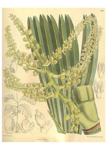 Reproducción/Reproduction 35841165011: Curtis's botanical magazine.. London ; New York [etc.] :Academic Press [etc.]