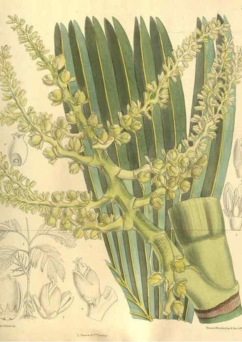 Reproducción/Reproduction 35841165011: Curtis's botanical magazine.. London ; New York [etc.] :Academic Press [etc.]