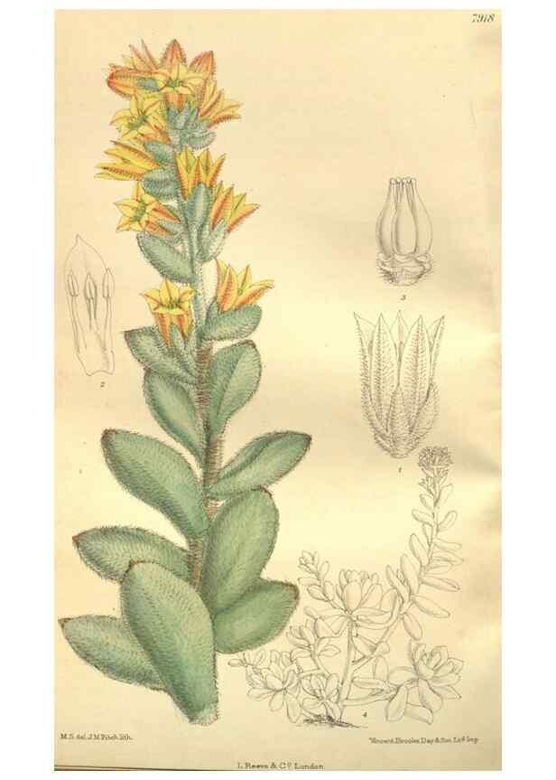 Reproducción/Reproduction 35584773380: Curtis's botanical magazine.. London ; New York [etc.] :Academic Press [etc.]
