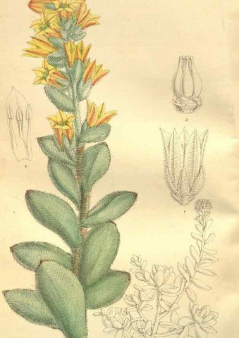 Reproducción/Reproduction 35584773380: Curtis's botanical magazine.. London ; New York [etc.] :Academic Press [etc.]