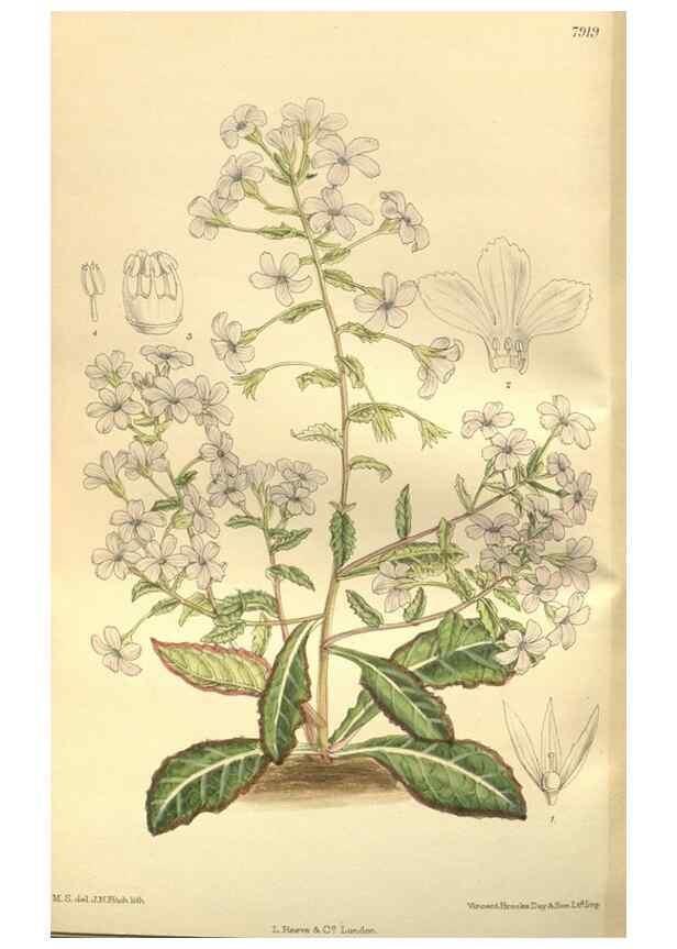 Reproducción/Reproduction 35584775260: Curtis's botanical magazine.. London ; New York [etc.] :Academic Press [etc.]