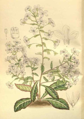 Reproducción/Reproduction 35584775260: Curtis's botanical magazine.. London ; New York [etc.] :Academic Press [etc.]