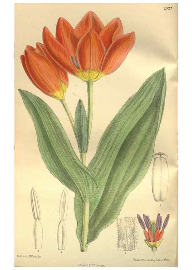 Reproducción/Reproduction 35973860525: Curtis's botanical magazine.. London ; New York [etc.] :Academic Press [etc.]