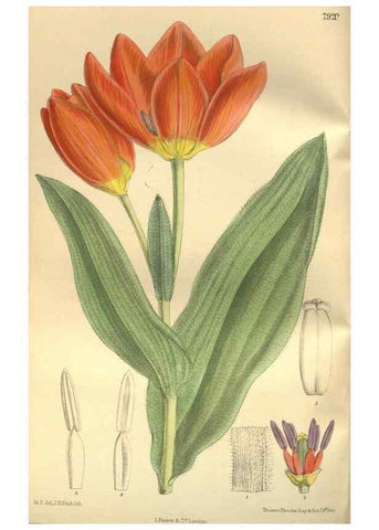 Reproducción/Reproduction 35973860525: Curtis's botanical magazine.. London ; New York [etc.] :Academic Press [etc.]