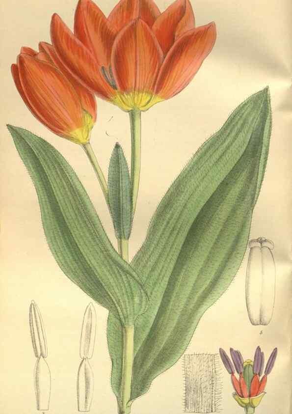 Reproducción/Reproduction 35973860525: Curtis's botanical magazine.. London ; New York [etc.] :Academic Press [etc.]