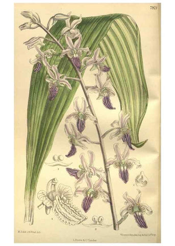 Reproducción/Reproduction 35973862455: Curtis's botanical magazine.. London ; New York [etc.] :Academic Press [etc.]