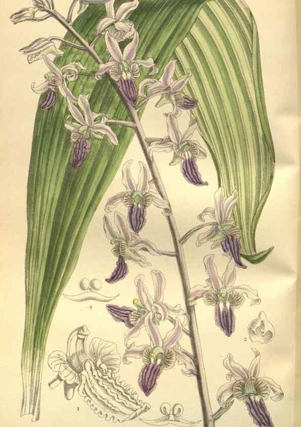 Reproducción/Reproduction 35973862455: Curtis's botanical magazine.. London ; New York [etc.] :Academic Press [etc.]