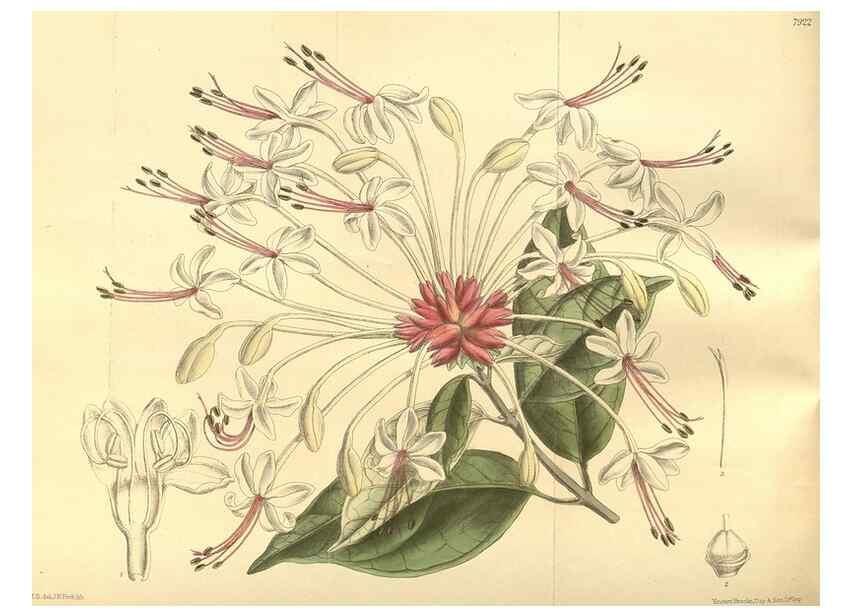 Reproducción/Reproduction 35973863975: Curtis's botanical magazine.. London ; New York [etc.] :Academic Press [etc.]