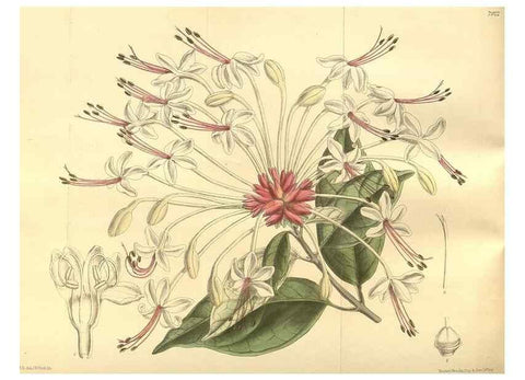 Reproducción/Reproduction 35973863975: Curtis's botanical magazine.. London ; New York [etc.] :Academic Press [etc.]