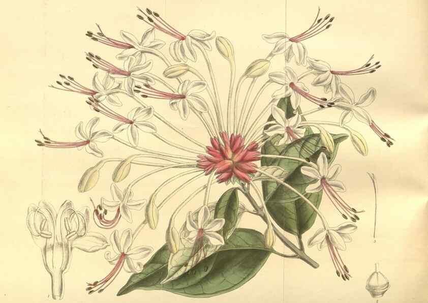 Reproducción/Reproduction 35973863975: Curtis's botanical magazine.. London ; New York [etc.] :Academic Press [etc.]