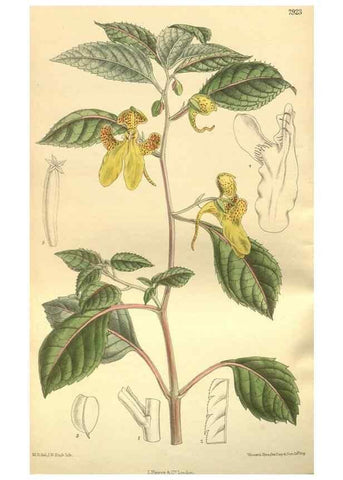 Reproducción/Reproduction 35932458666: Curtis's botanical magazine.. London ; New York [etc.] :Academic Press [etc.]