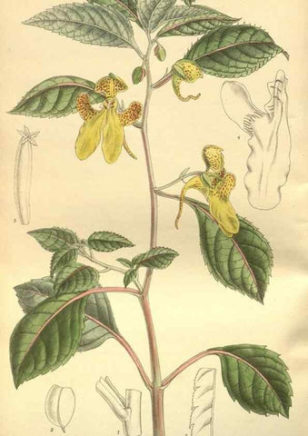 Reproducción/Reproduction 35932458666: Curtis's botanical magazine.. London ; New York [etc.] :Academic Press [etc.]