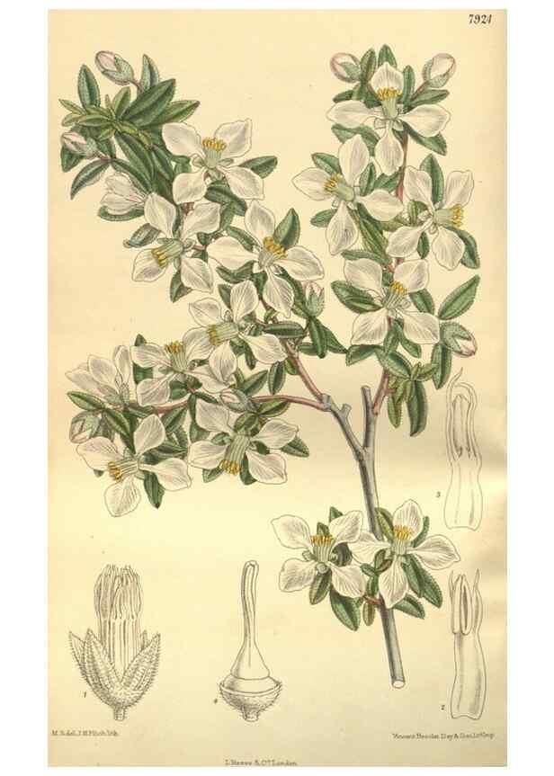 Reproducción/Reproduction 35932459996: Curtis's botanical magazine.. London ; New York [etc.] :Academic Press [etc.]