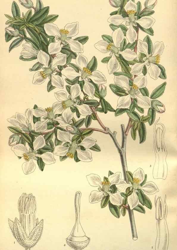 Reproducción/Reproduction 35932459996: Curtis's botanical magazine.. London ; New York [etc.] :Academic Press [etc.]