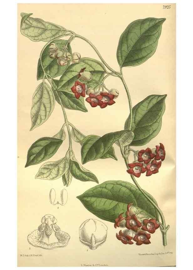 Reproducción/Reproduction 35932461486: Curtis's botanical magazine.. London ; New York [etc.] :Academic Press [etc.]