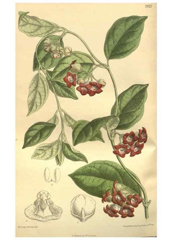 Reproducción/Reproduction 35932461486: Curtis's botanical magazine.. London ; New York [etc.] :Academic Press [etc.]