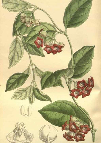 Reproducción/Reproduction 35932461486: Curtis's botanical magazine.. London ; New York [etc.] :Academic Press [etc.]