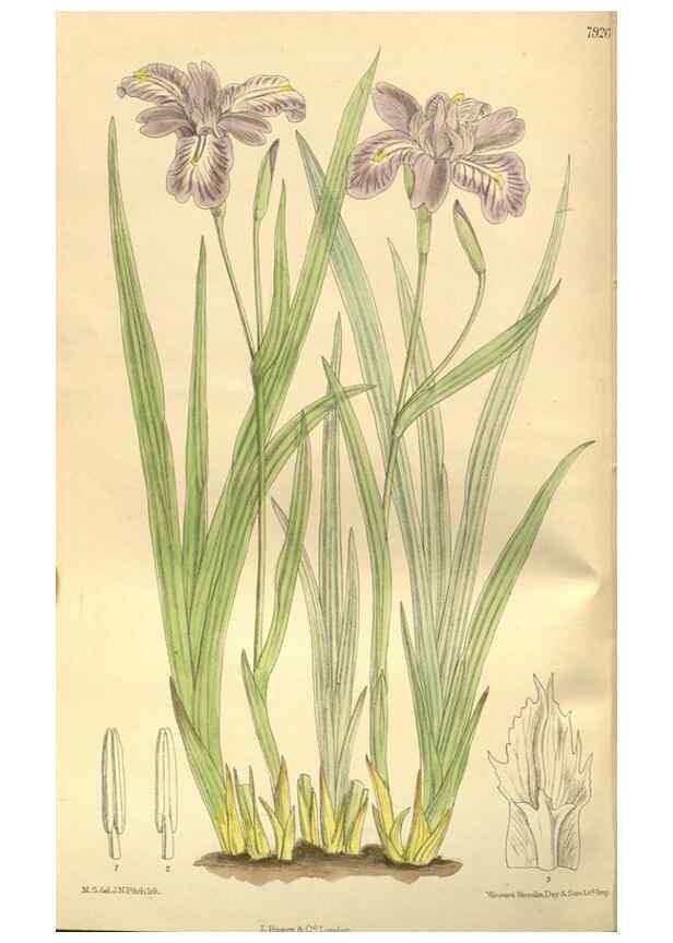Reproducción/Reproduction 35932462866: Curtis's botanical magazine.. London ; New York [etc.] :Academic Press [etc.]
