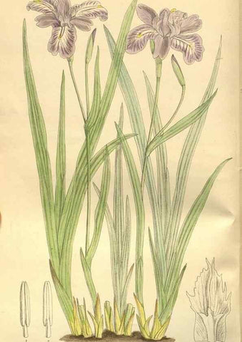 Reproducción/Reproduction 35932462866: Curtis's botanical magazine.. London ; New York [etc.] :Academic Press [etc.]
