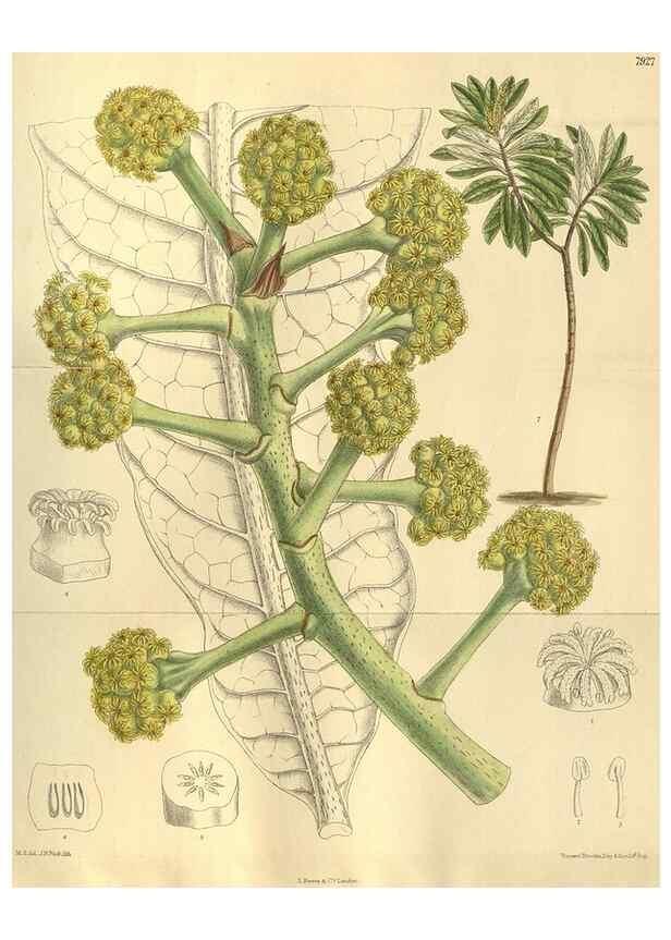 Reproducción/Reproduction 35932464026: Curtis's botanical magazine.. London ; New York [etc.] :Academic Press [etc.]