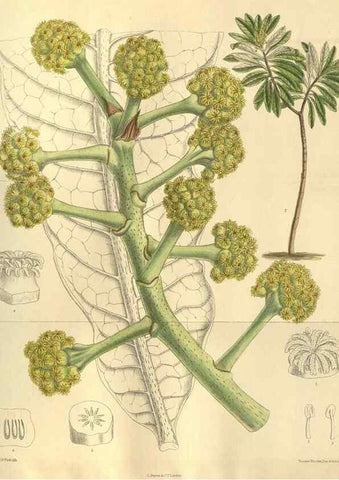 Reproducción/Reproduction 35932464026: Curtis's botanical magazine.. London ; New York [etc.] :Academic Press [etc.]