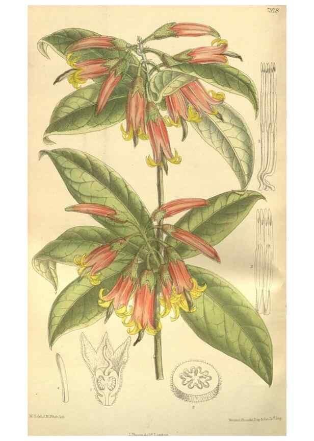 Reproducción/Reproduction 35932465346: Curtis's botanical magazine.. London ; New York [etc.] :Academic Press [etc.]