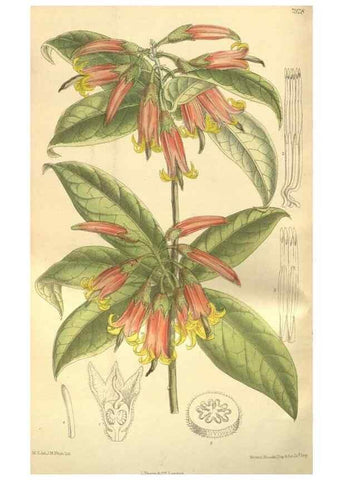Reproducción/Reproduction 35932465346: Curtis's botanical magazine.. London ; New York [etc.] :Academic Press [etc.]