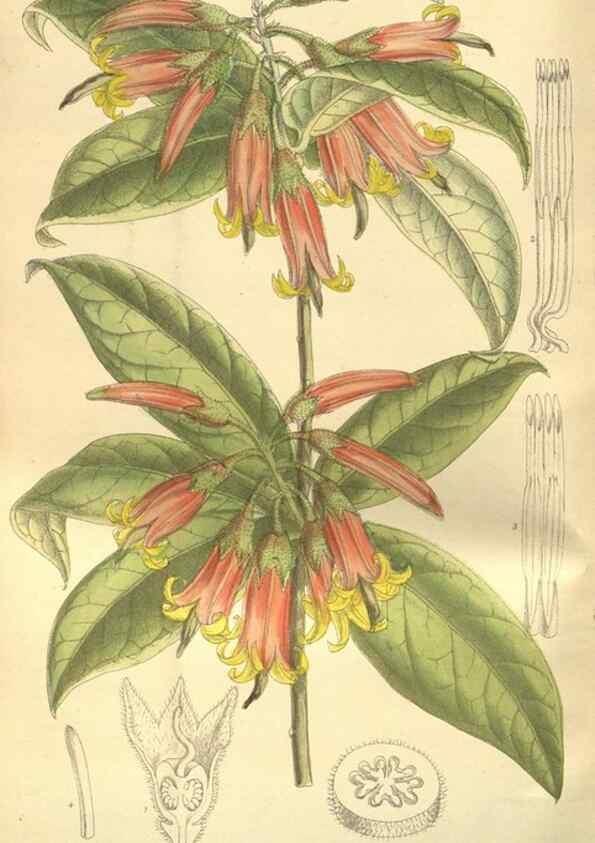 Reproducción/Reproduction 35932465346: Curtis's botanical magazine.. London ; New York [etc.] :Academic Press [etc.]
