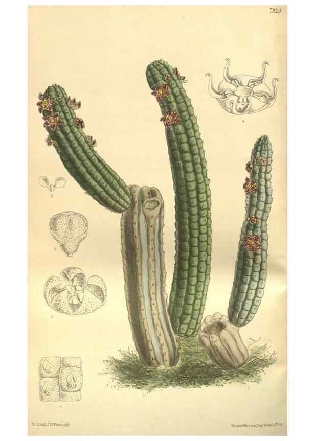 Reproducción/Reproduction 35584792350: Curtis's botanical magazine.. London ; New York [etc.] :Academic Press [etc.]
