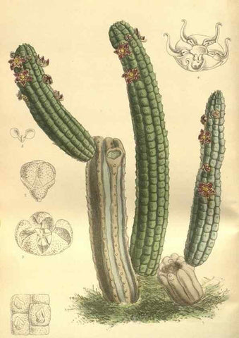 Reproducción/Reproduction 35584792350: Curtis's botanical magazine.. London ; New York [etc.] :Academic Press [etc.]