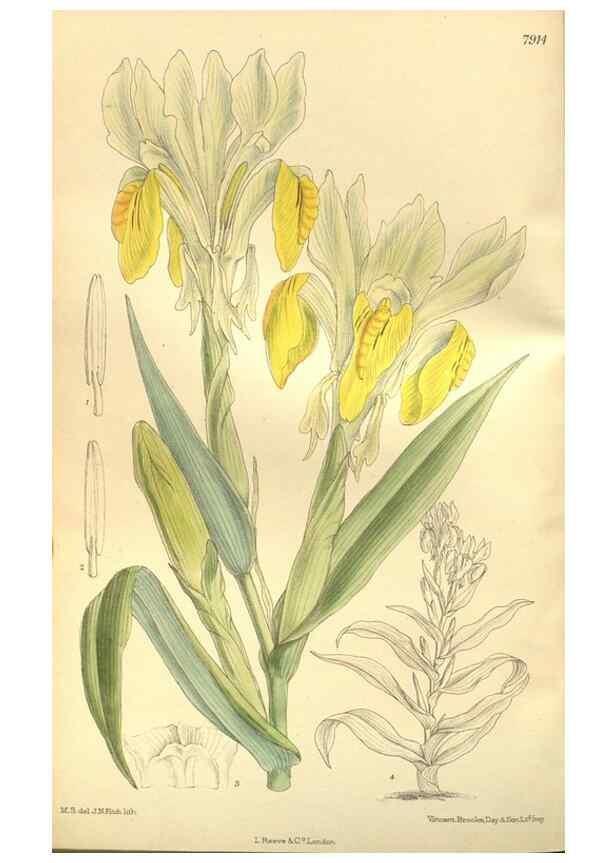 Reproducción/Reproduction 35584766240: Curtis's botanical magazine.. London ; New York [etc.] :Academic Press [etc.]