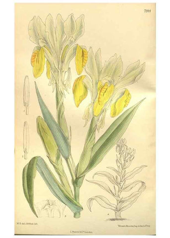 Reproducción/Reproduction 35584766240: Curtis's botanical magazine.. London ; New York [etc.] :Academic Press [etc.]