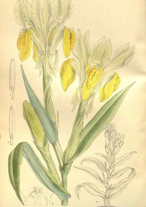 Reproducción/Reproduction 35584766240: Curtis's botanical magazine.. London ; New York [etc.] :Academic Press [etc.]