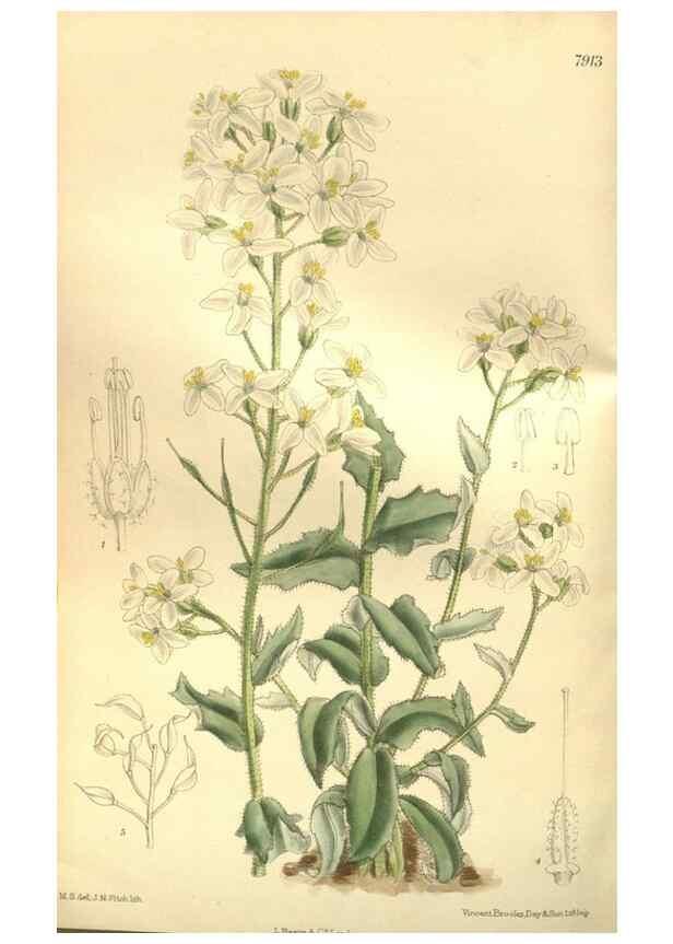 Reproducción/Reproduction 35584764660: Curtis's botanical magazine.. London ; New York [etc.] :Academic Press [etc.]