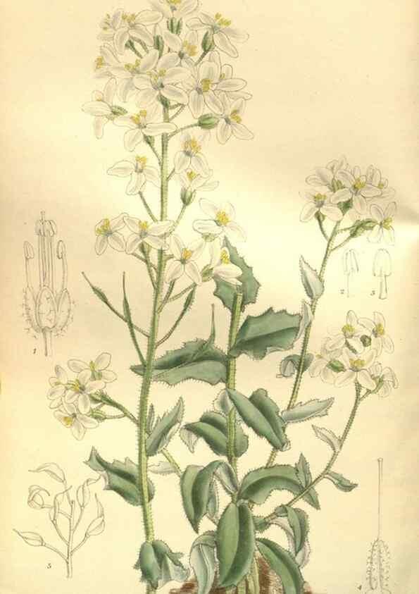 Reproducción/Reproduction 35584764660: Curtis's botanical magazine.. London ; New York [etc.] :Academic Press [etc.]