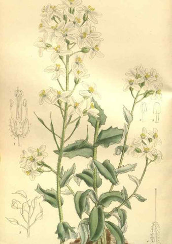Reproducción/Reproduction 35584764660: Curtis's botanical magazine.. London ; New York [etc.] :Academic Press [etc.]