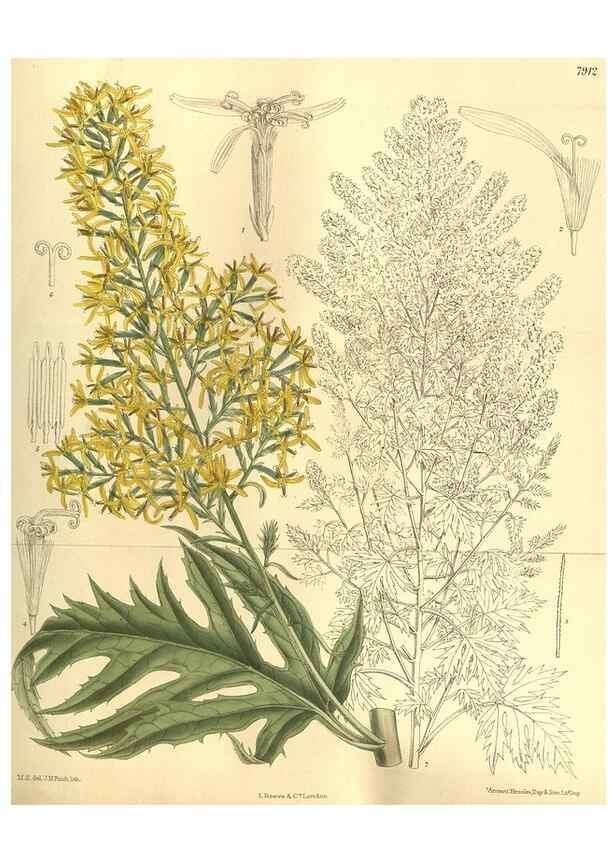 Reproducción/Reproduction 35584763480: Curtis's botanical magazine.. London ; New York [etc.] :Academic Press [etc.]