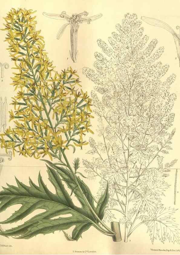 Reproducción/Reproduction 35584763480: Curtis's botanical magazine.. London ; New York [etc.] :Academic Press [etc.]